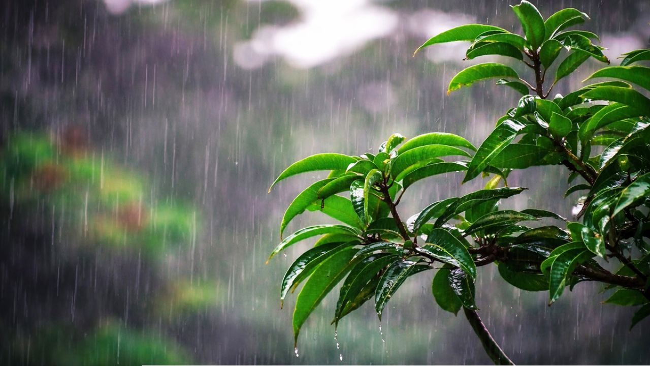 দেশের যেসব অঞ্চলে বৃষ্টি হতে পারে